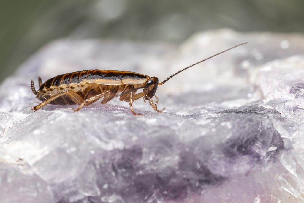 bed bugs live in water