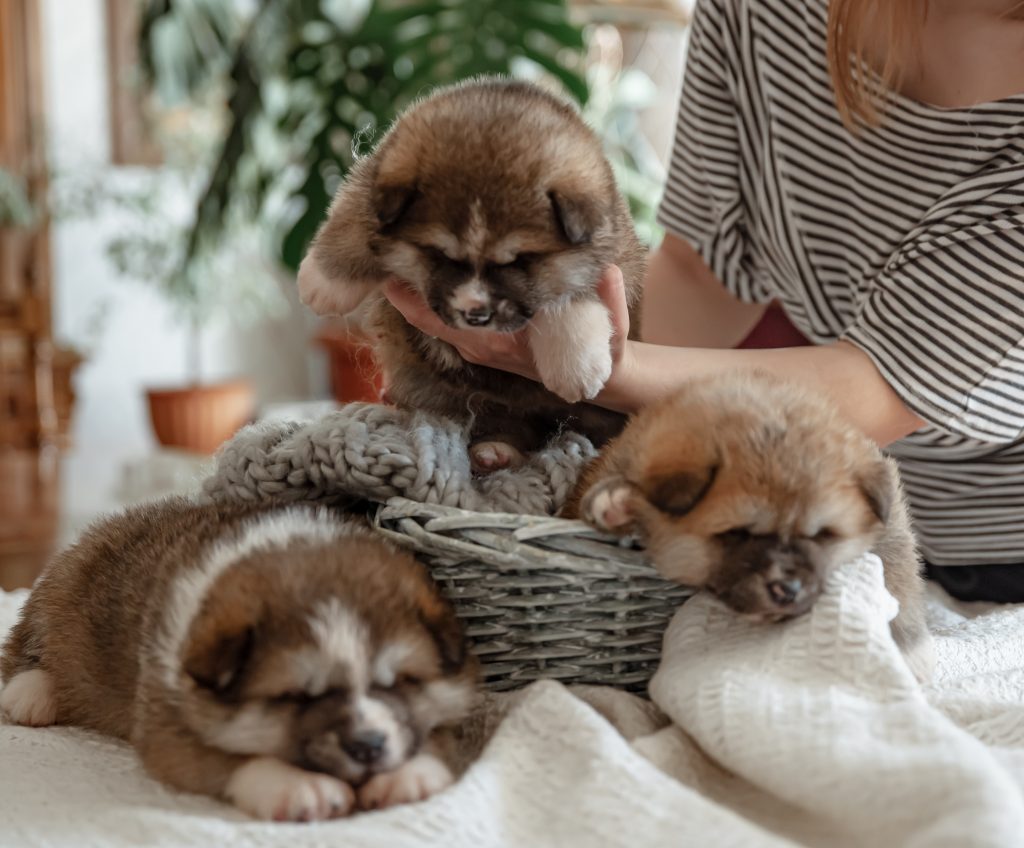 cute-dog-in-bed